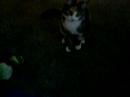 mouse playing with 'dad'