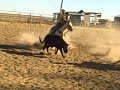 little bucky 1