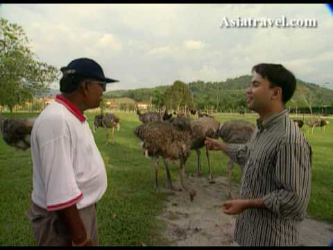 Ostrich Riding, Kuala Lumpur by AsiatRAVEl.com