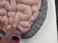 Digestive flat Model