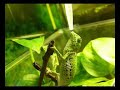 Flap-neck chameleon Drinking ????? ??