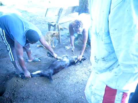 girl killing goat