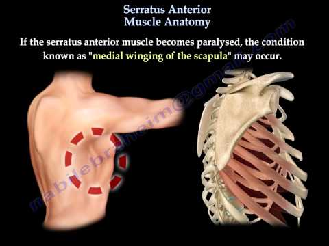 how to isolate serratus anterior