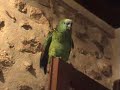 perroquet amazone qui dit \"fais bisou. Voila\" perroquet amazone qui dit \"fais bisou. Voila\"