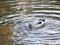 Arisugawa Duck