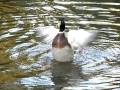 Arisugawa Duck