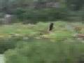 Whisteling Ducks