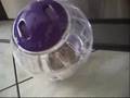 Sandy in the ball