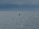 Whale Watching Aug 19 2008 2PM Geoff oceanexplorations.com
