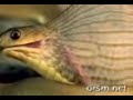snake egg افعى تاكل بيض حيوانات