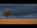 Alone it stands