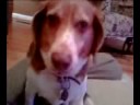 Adorable Beagle.