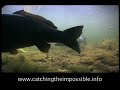 Programme 1 Trailer - Searching for Gold
