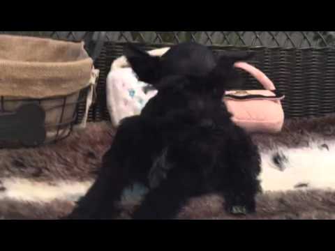 Female mini schnauzer looking for her forever home