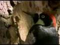 Pájaros carpinteros y chupasavias