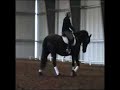 Ster Friesian Mare for Sale - Wyntre Ster Friesian Mare for Sale - Wyntre