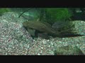 Aquarium Sarkaniemi Finland