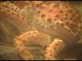 Acuario