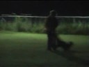 Dixie, allenamento in notturna