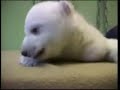 TRIBUTE FOR DEAD KNUT- FATHER  (Thomas D�rflein)