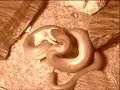 Rubber Boa Devours An Already Dead Mouse Rubber Boa Devours An Already Dead Mouse