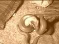 Rubber Boa Devours An Already Dead Mouse