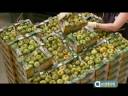 ANDALUCÍA INNOVA - TOMATE RAF