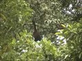 Yellow Tailed Woolly Monkey Yellow Tailed Woolly Monkey