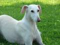 Galgos,Greyhounds,Lurchers and Podenca
