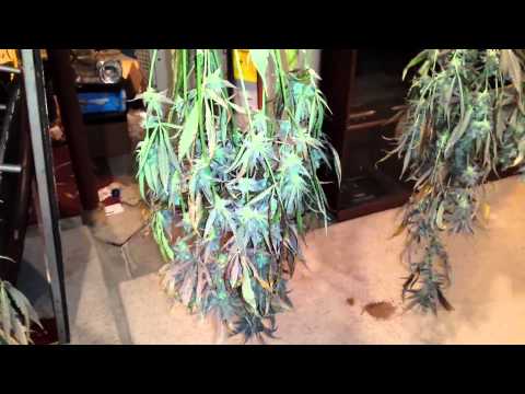 how to harvest and cure cannabis