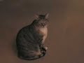 Re: Cat alarm clock