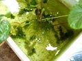 ?????  Killifish