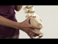 Proper Posture for a Healthy Spine