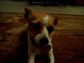 Timmy Dog Trick