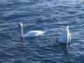 Swan doing yoga....funny!! Swan doing yoga....funny!!