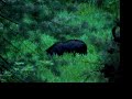 Black Bear, Sequoia National Park