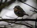 Brambling 3