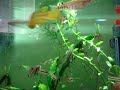 Feeding Killifish