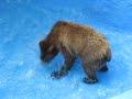 physco bear physco bear