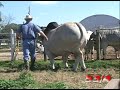 Brahman Bull