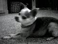 awesinine-chihuahua-shenanigans.html