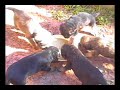Primeira refei��o dos filhotes da Sophia