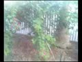 TEST LG enV2 Cell Phone Videos