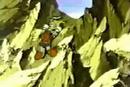 Go Ninja Go Ninja Go