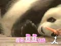 ??????????????????????Baby panda is born(Kobe Oji Zoo) ??????????????????????Baby panda is born(Kobe Oji Zoo)