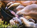 exotic-fishesenigmaceliaphotos-peter-lange-other-.html