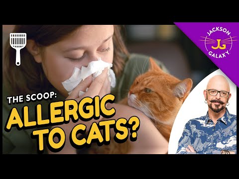 All you need to know about cat allergies & what you can do about them!