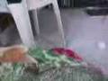 videos de nesha ang ingay hahaha