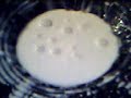 cornstarch lifeform 80Hz