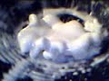 cornstarch lifeform 80Hz cornstarch lifeform 80Hz